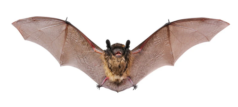 Bat