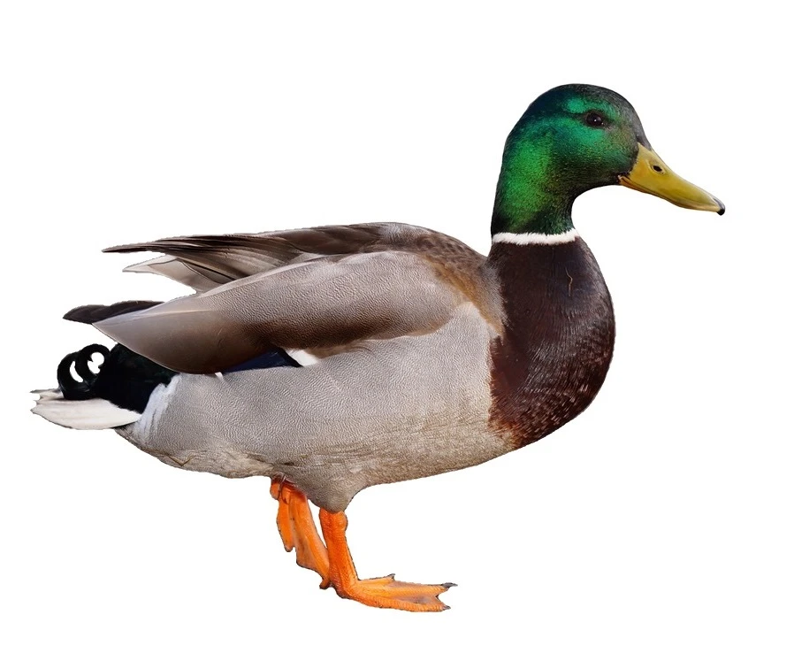 Duck