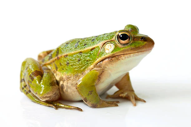 Frog