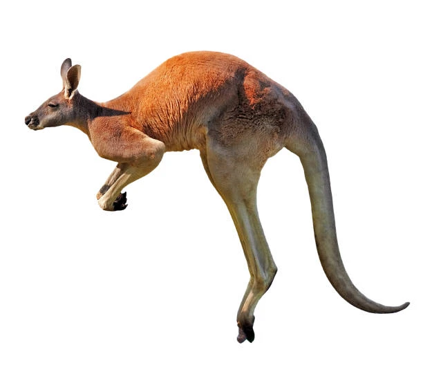 Kangaroo