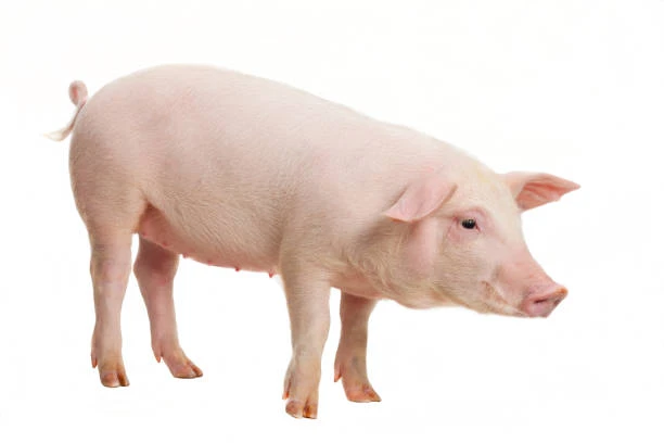 Pig