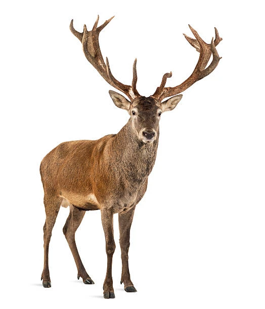 Stag