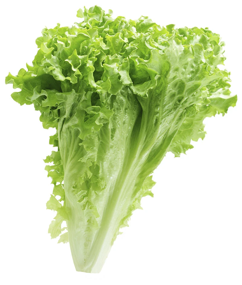 Lettuces