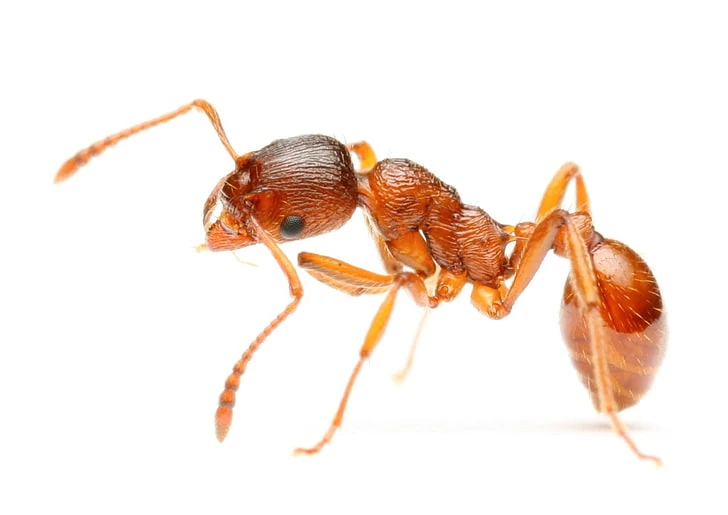 Ant