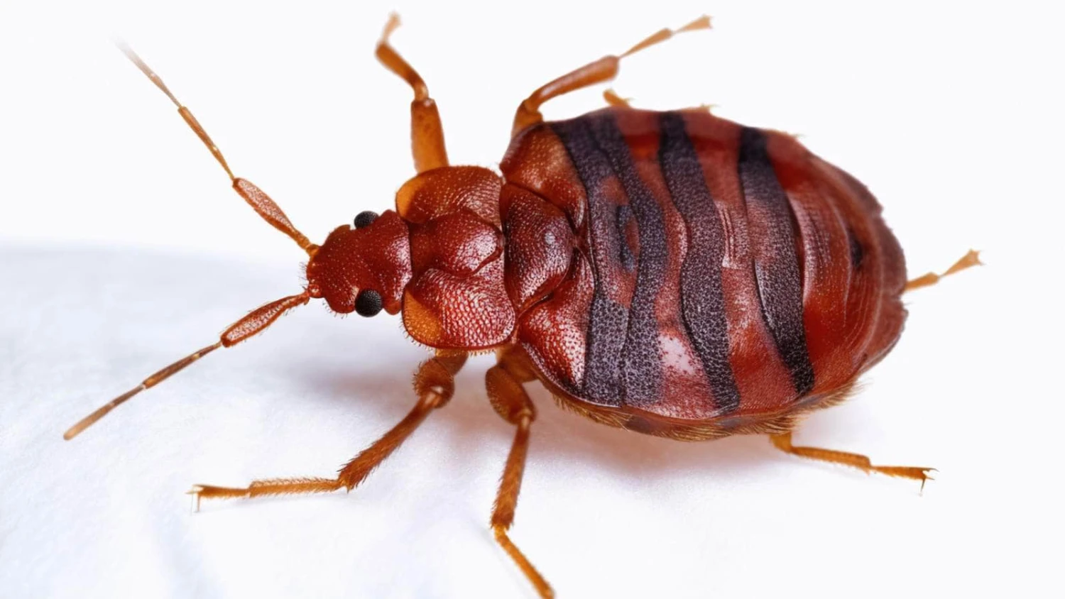 Bed-bug