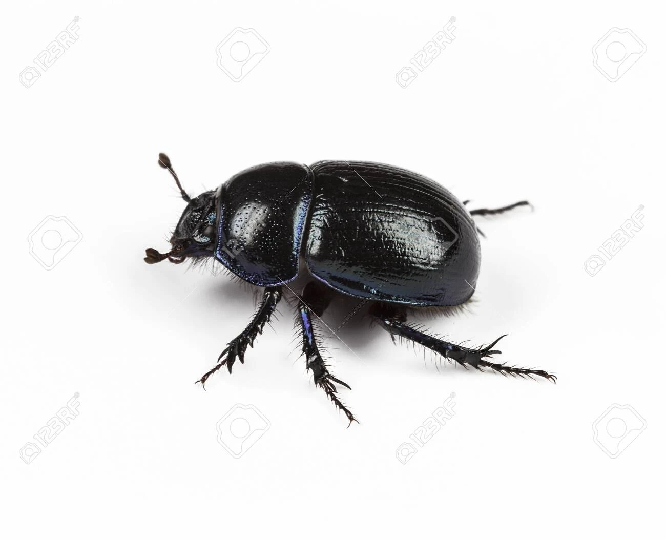 Beetle
