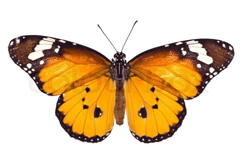 Common Butterfly