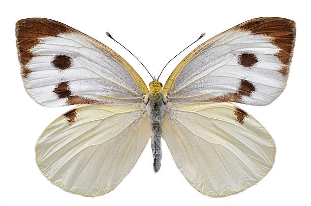 Cabbage Butterfly