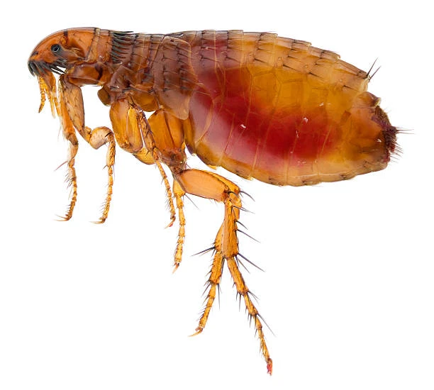 Cat Flea