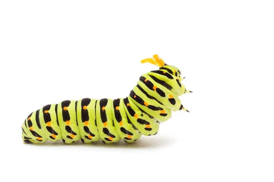 Caterpillar