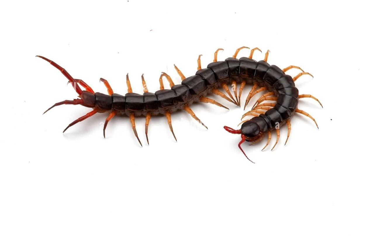 Centipede