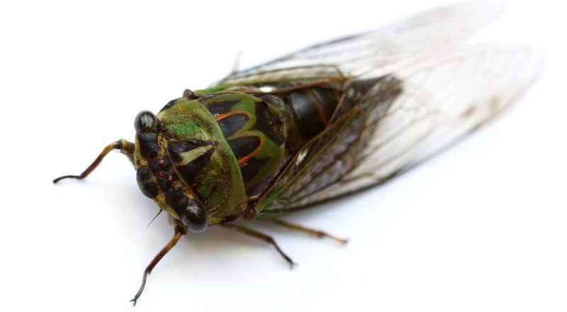Cicada