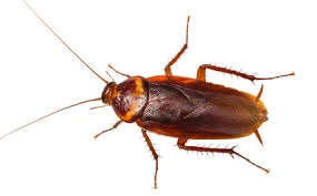 Cockroach