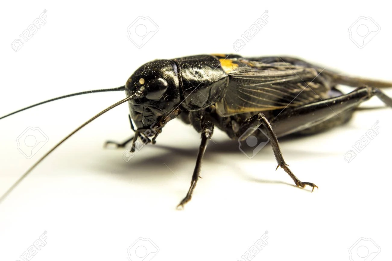 Cricket