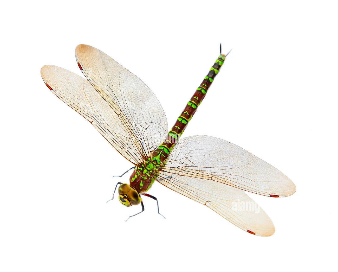 Dragonfly