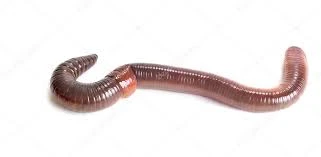 Earthworm