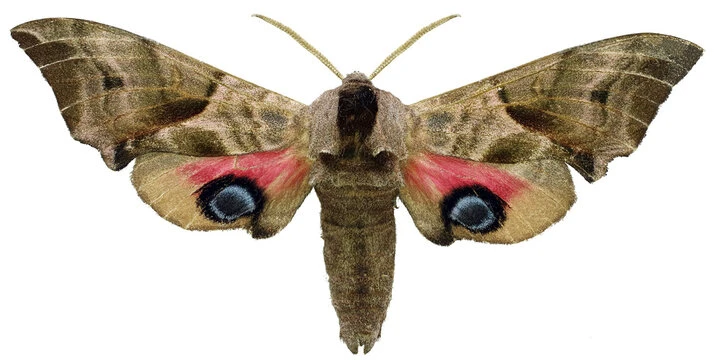 Eyed Hawk Moth