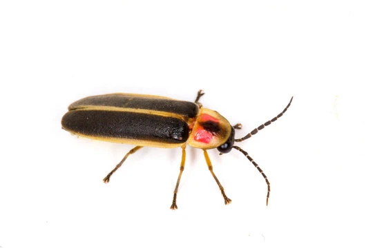 Firefly