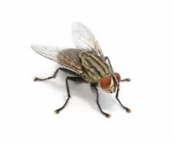 Fly