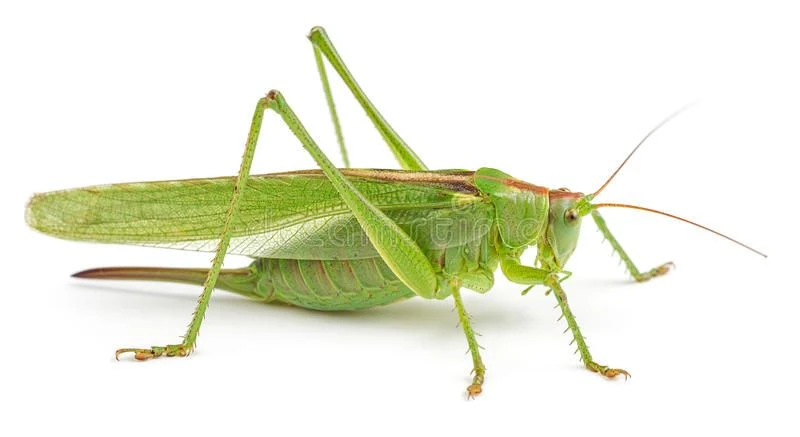 Grasshopper