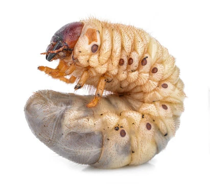 Grub