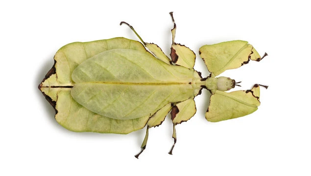 Leaf Insect