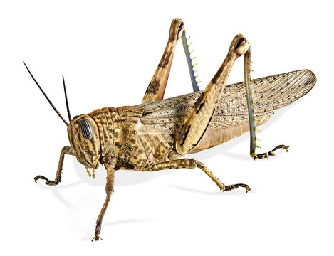 Locust