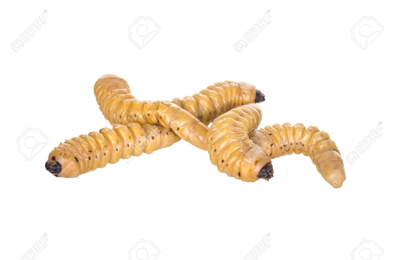 Maggot