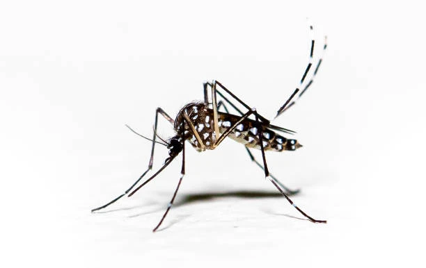 Mosquito