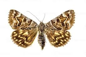 Moth