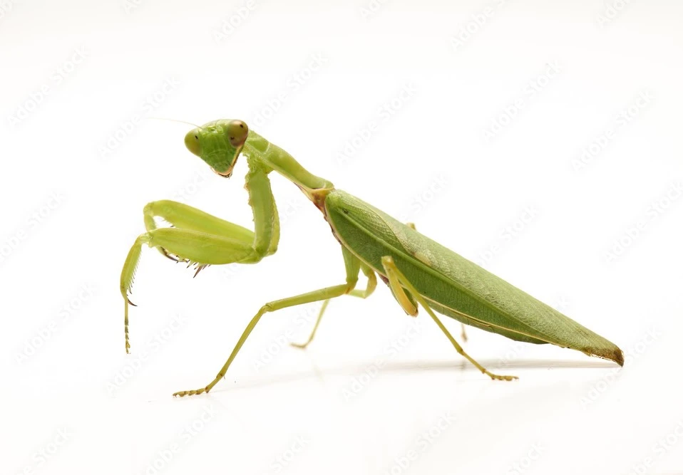 Praying Mantids