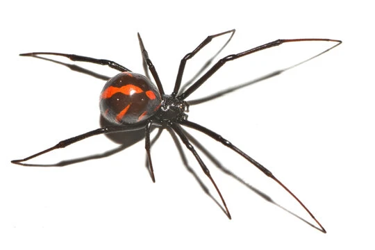 Spider Black Widow