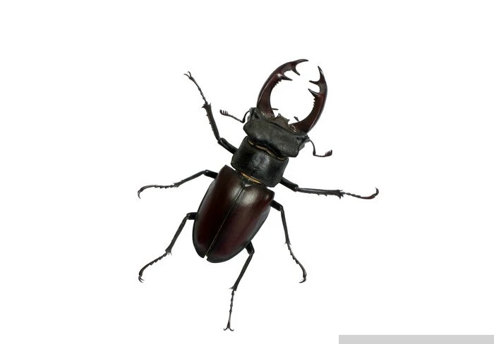 Stag Beetle