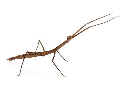 Stick Insect