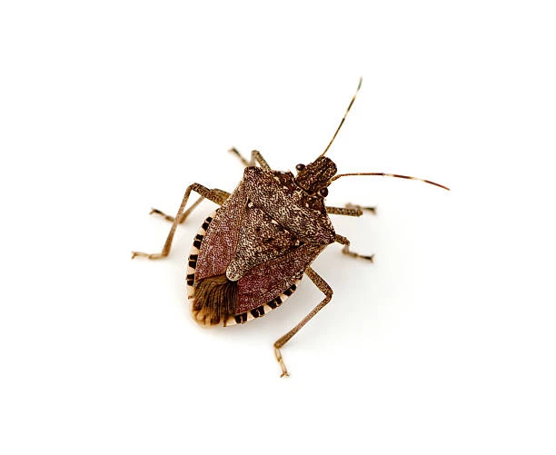 Stinkbug