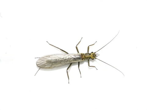 Stonefly