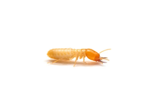 Termite
