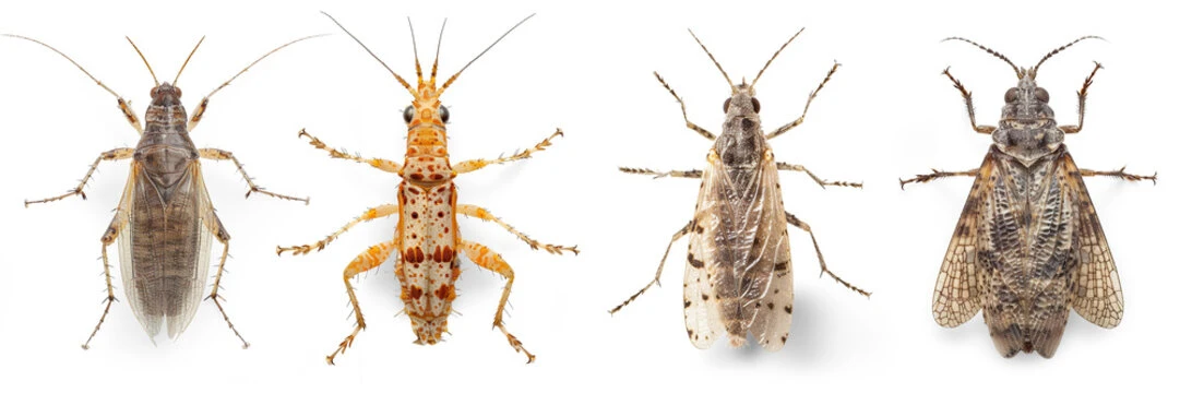 Thrips