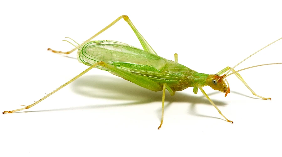 Tree Cricket