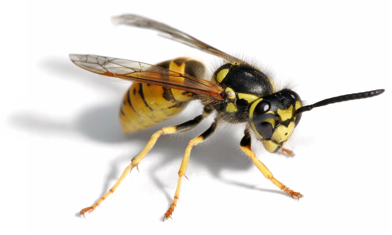 Wasp