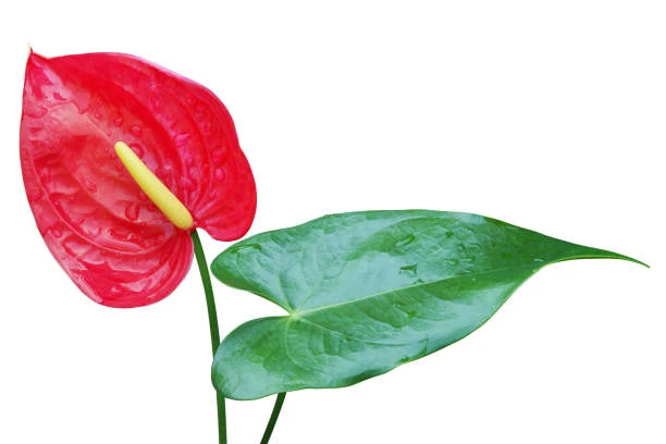 Anthurium