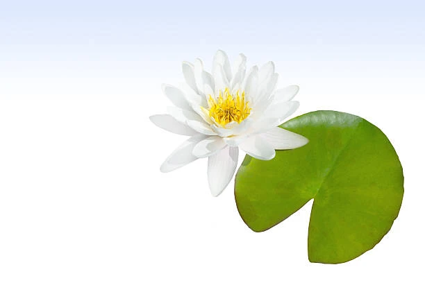 Water-lily