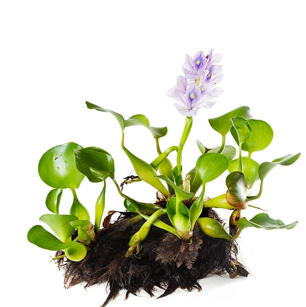 Water-hyacinth