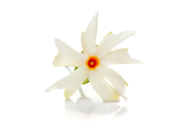 Night flowering jasmine
