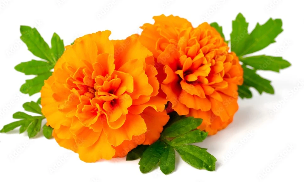 Marigold