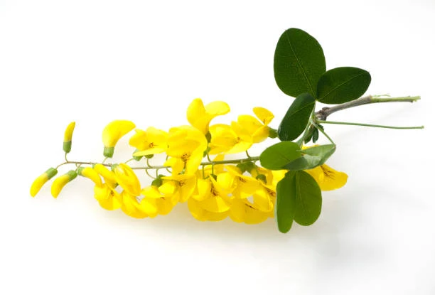 Laburnum