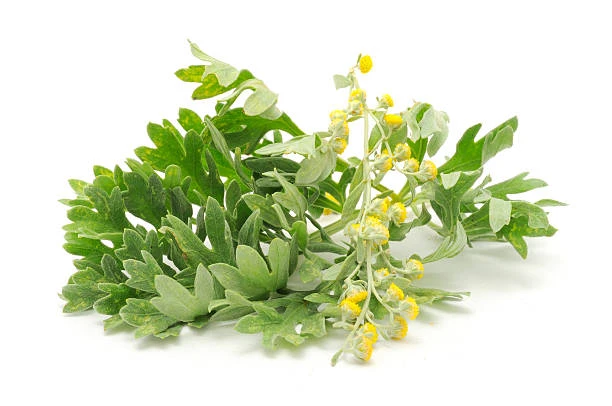 Indian wormwood