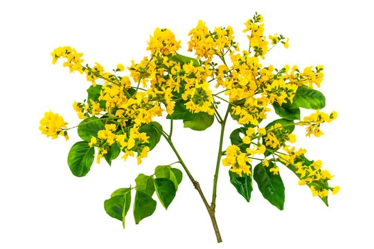 Gumkino flower