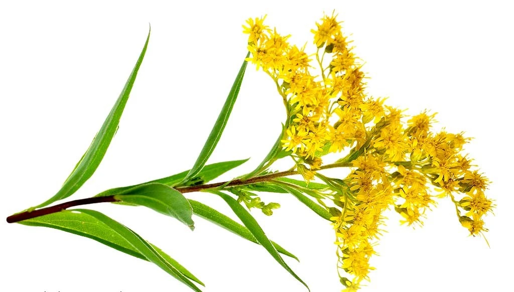 Goldenrod