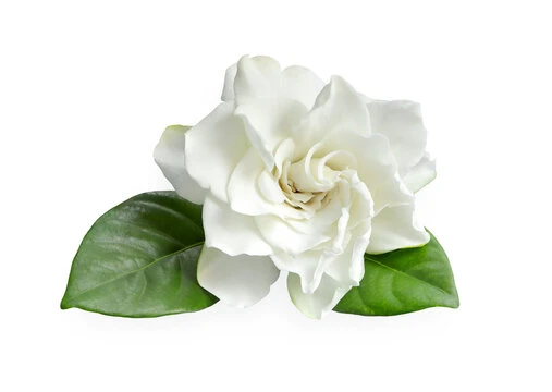 Gardenia